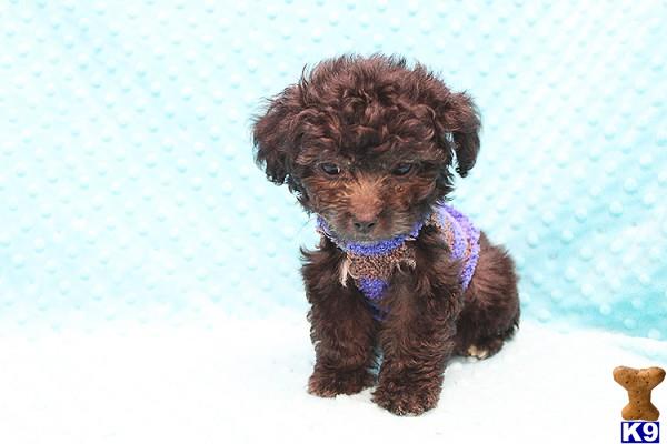 CMPuppyHeaven Picture 2